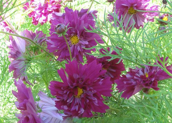 40 Seeds Purple Mixed Cosmos Bipinnatus Coreopsis Cosmos Double Flower Seeds Fresh Seeds