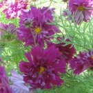 40 Seeds Purple Mixed Cosmos Bipinnatus Coreopsis Cosmos Double Flower Seeds Fresh Seeds
