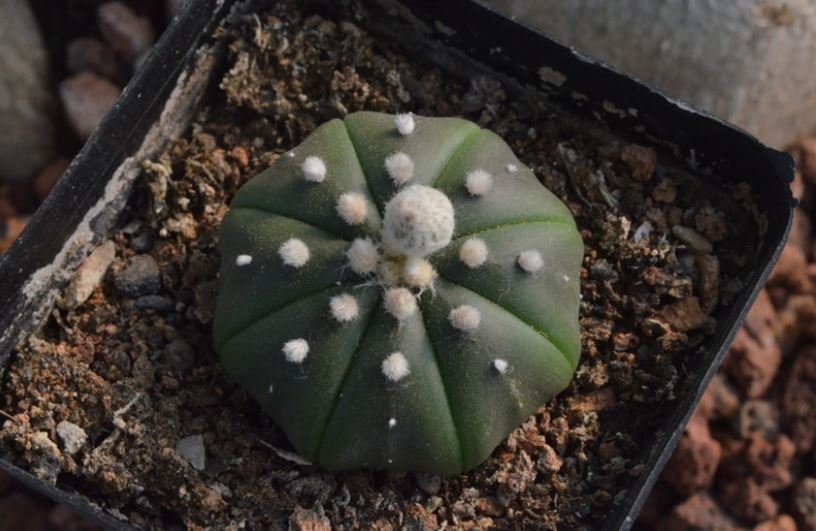 40 Seeds Astrophytum Asterias Cactus Plant Seeds Fresh Seeds