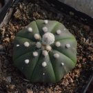 40 Seeds Astrophytum Asterias Cactus Plant Seeds Fresh Seeds