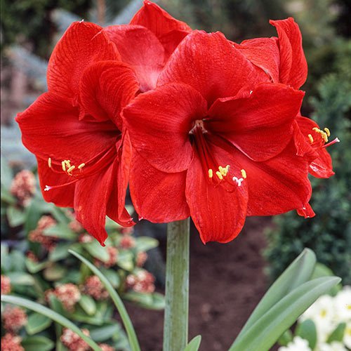 2 Seeds Amaryllis Red Lion Flower Bulb Seeds Fresh Seeds