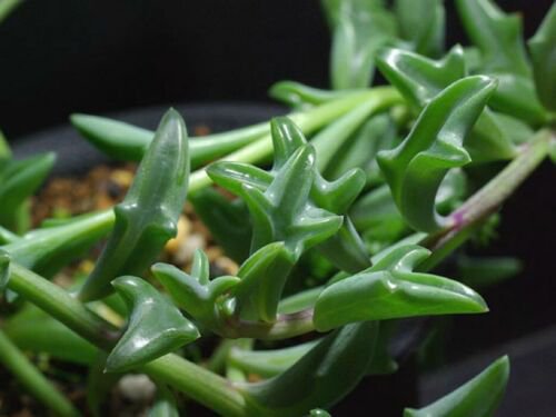 20 Seeds Dolphin Succulent Plant Seeds Fresh Seeds