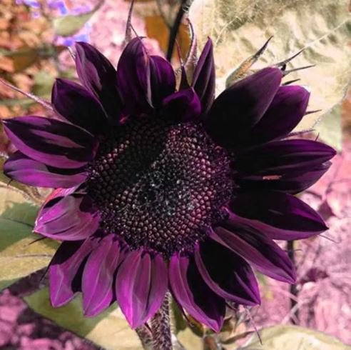 80 Seeds 'Moulin Rouge' Series Purple Black Sunflower Seeds Fresh Seeds