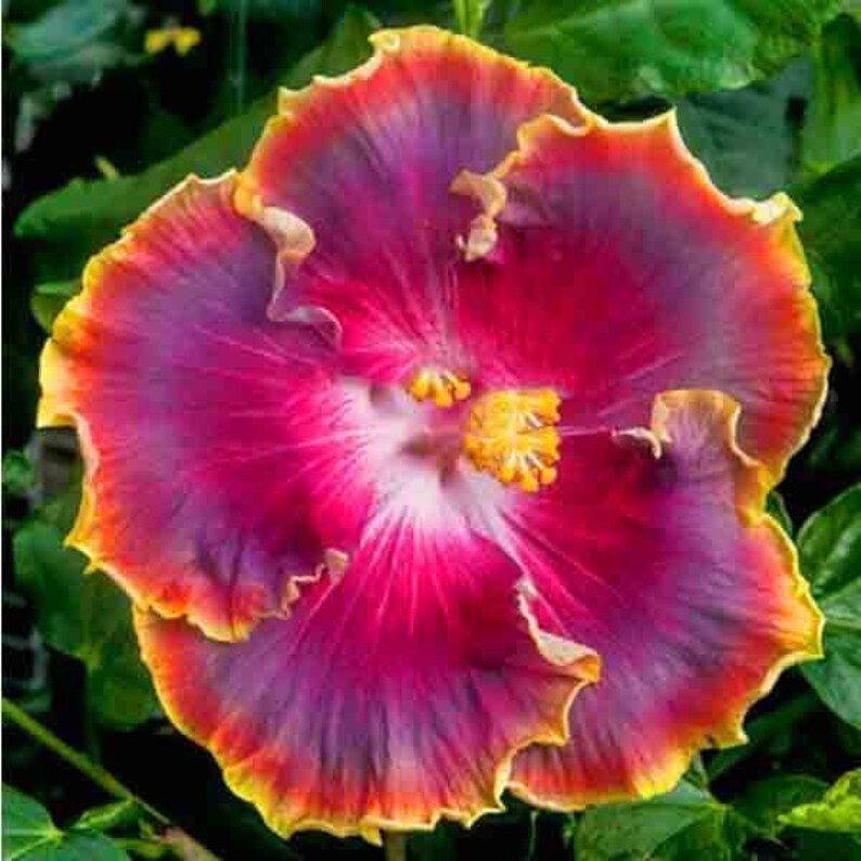 40 Seeds White Yellow Double Flowers Seeds Fresh Seeds