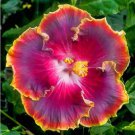 40 Seeds White Yellow Double Flowers Seeds Fresh Seeds