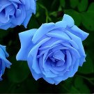 400 New Blue Rose Seeds Shrub Flowers Fresh Seeds