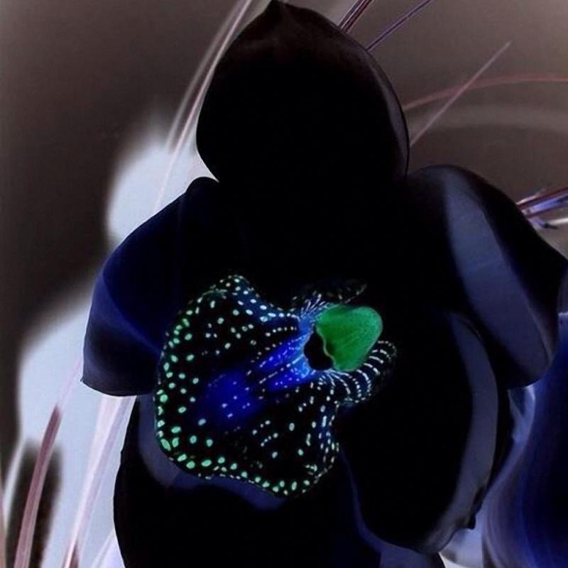 200 Seeds Rare Black Orchid Flower Seeds Fresh Seeds