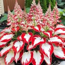 50 Rare Hosta Seeds Red White Flower Perennial Hosta Plant Fresh Seeds