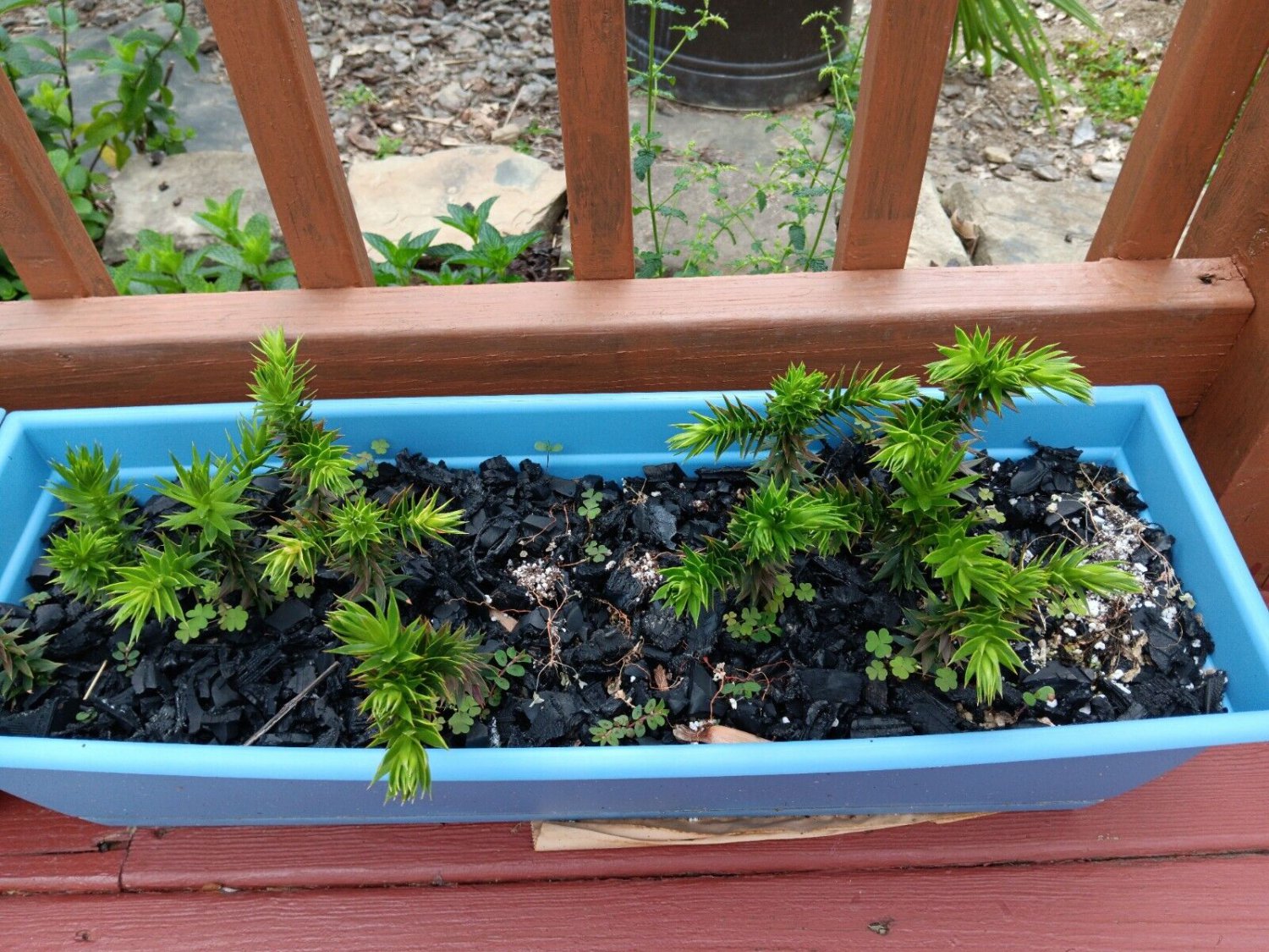 Araucaria Araucana for Planting Monkey Puzzle Tree 1 Year Old Plant