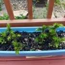 Araucaria Araucana for Planting Monkey Puzzle Tree 1 Year Old Plant