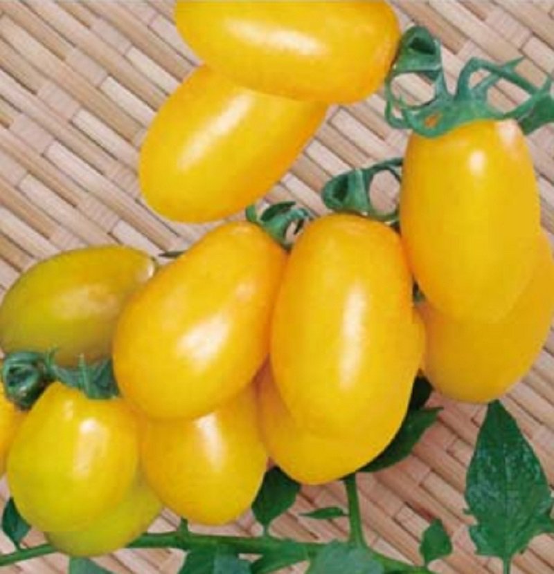 20 Roma Yellow Little Tomato Seeds Organic Edible Tomato Plant Fresh Seeds
