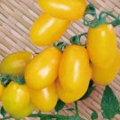20 Roma Yellow Little Tomato Seeds Organic Edible Tomato Plant Fresh Seeds