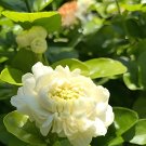 100 Jasmine Seeds 'Grand Duke of Tuscany' White Fragrant Double Flowers Fresh Seeds