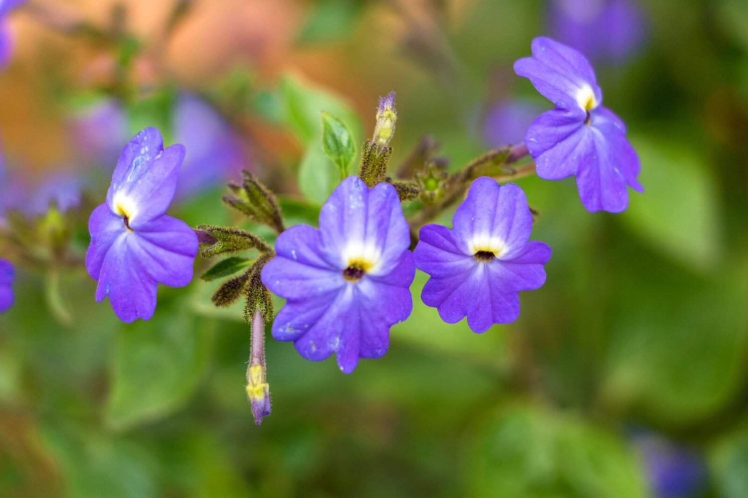 100 BROWALLIA Seeds Amethyst Flower Bush Violet Flower Fresh Seeds
