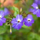 100 BROWALLIA Seeds Amethyst Flower Bush Violet Flower Fresh Seeds