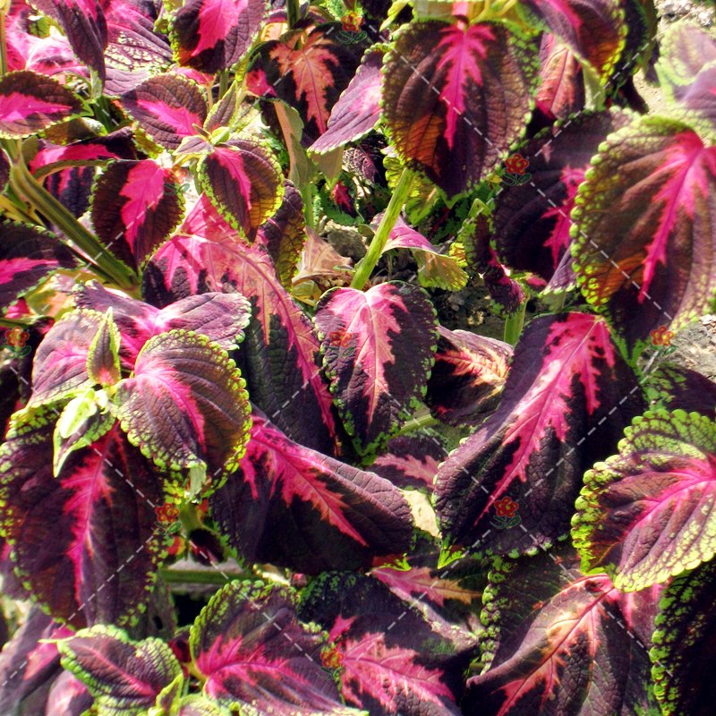 100 Coleus Blumei Seeds Rose Red Color With Green Leaves Flower Fresh Seeds