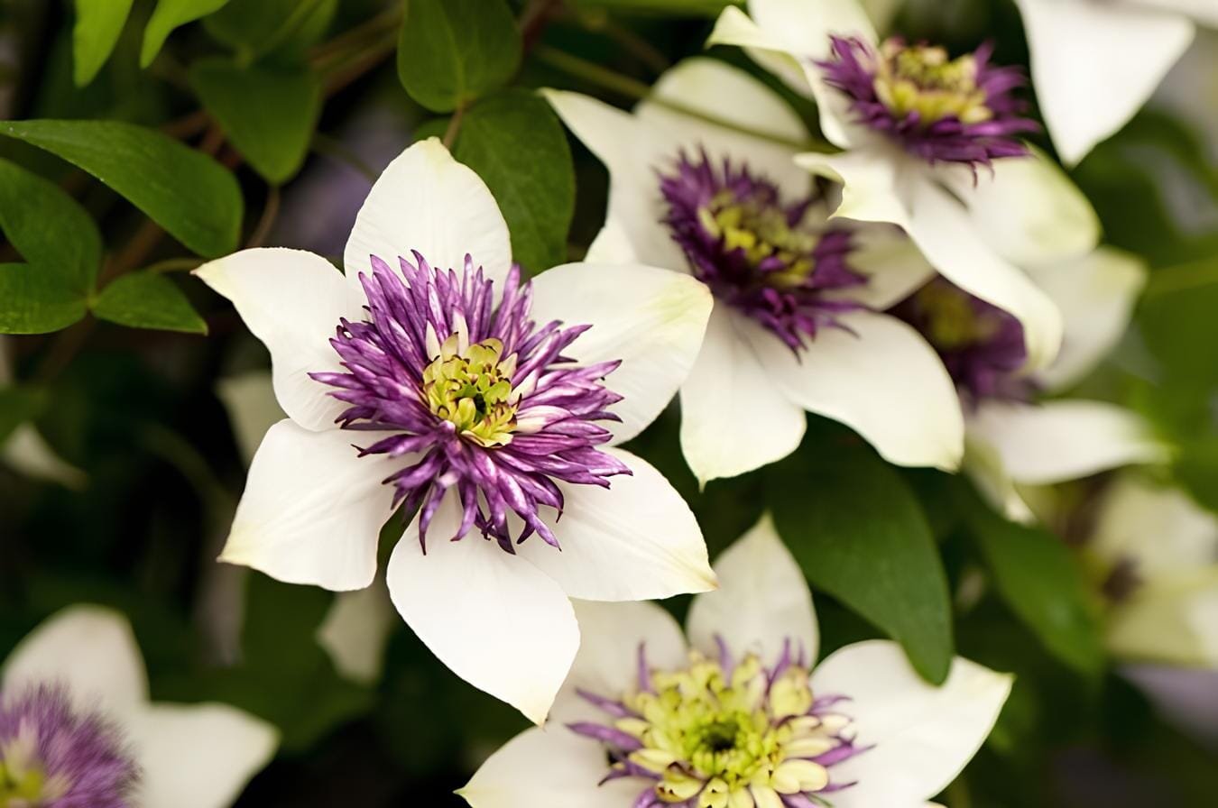 100 Seeds Climbing Clematis Hybridas Flower Plants
