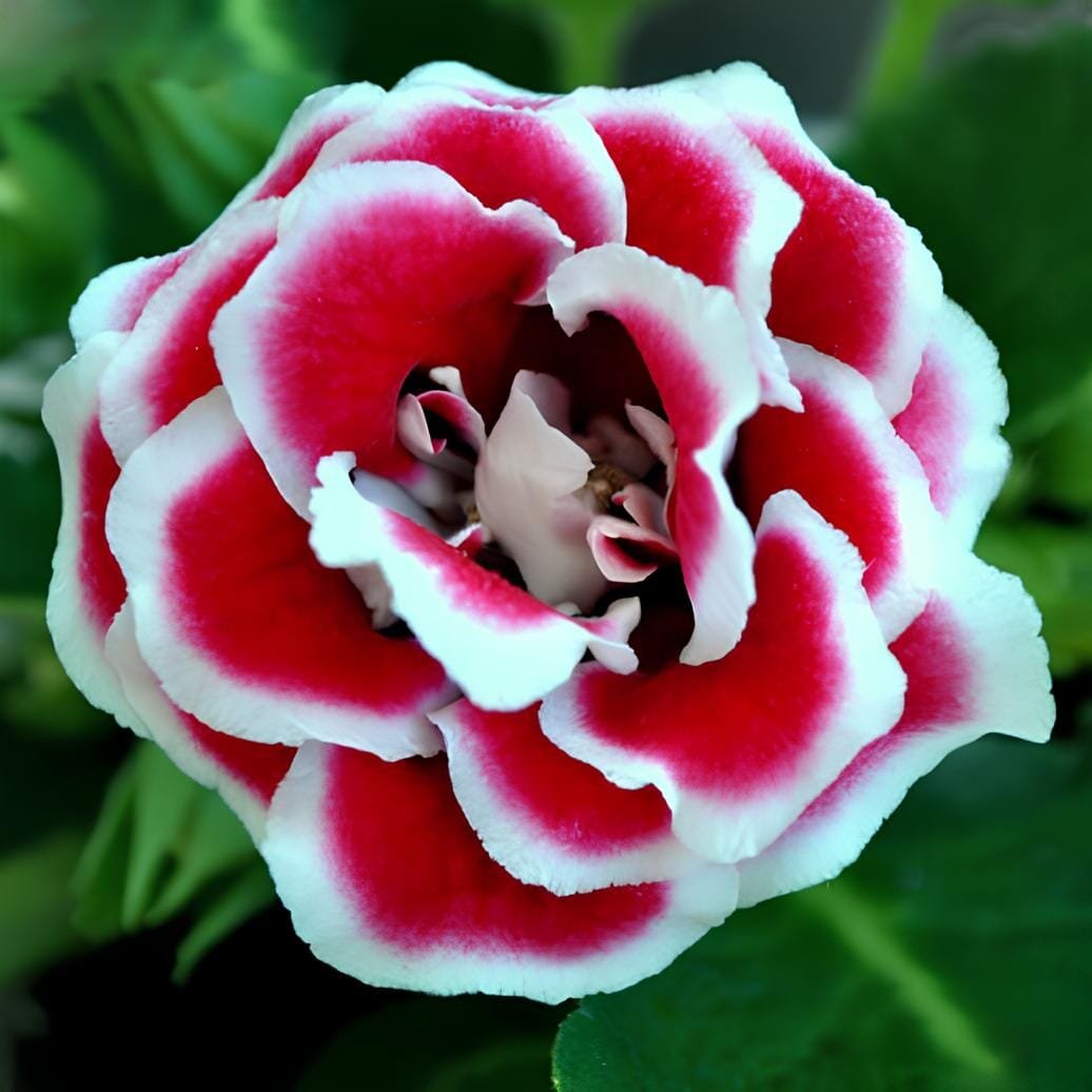 200 Seeds Gloxinia Plant Red White Flower