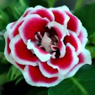 200 Seeds Gloxinia Plant Red White Flower