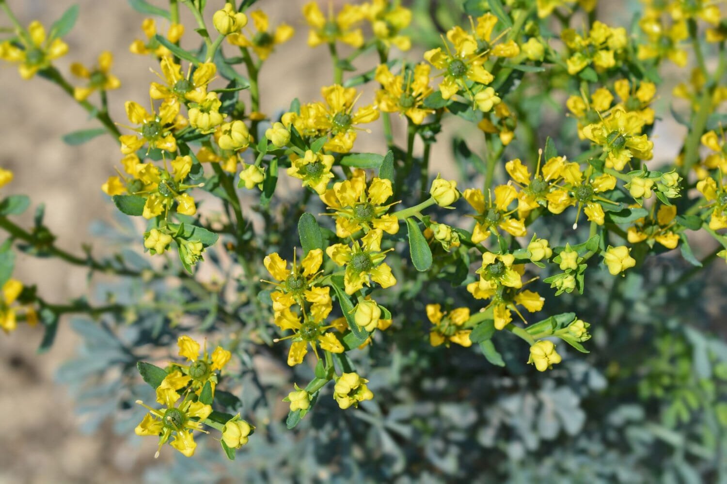 20 Seeds Rue Lithuanian Flowers