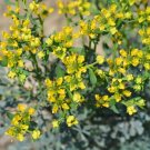 20 Seeds Rue Lithuanian Flowers