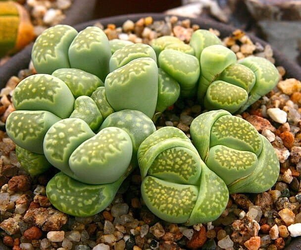 200 Seeds Combination Succulents Garden Plants
