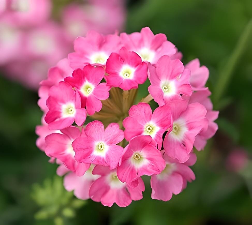 100 Seeds Pink Garden Verbena Perennial Herb Flower