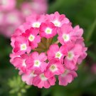 100 Seeds Pink Garden Verbena Perennial Herb Flower