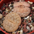 200 Seeds Lithops pseudotruncatella C357 Garden Plants