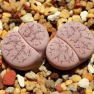 200 Seeds Lithops pseudotruncatella c187 Garden Plants