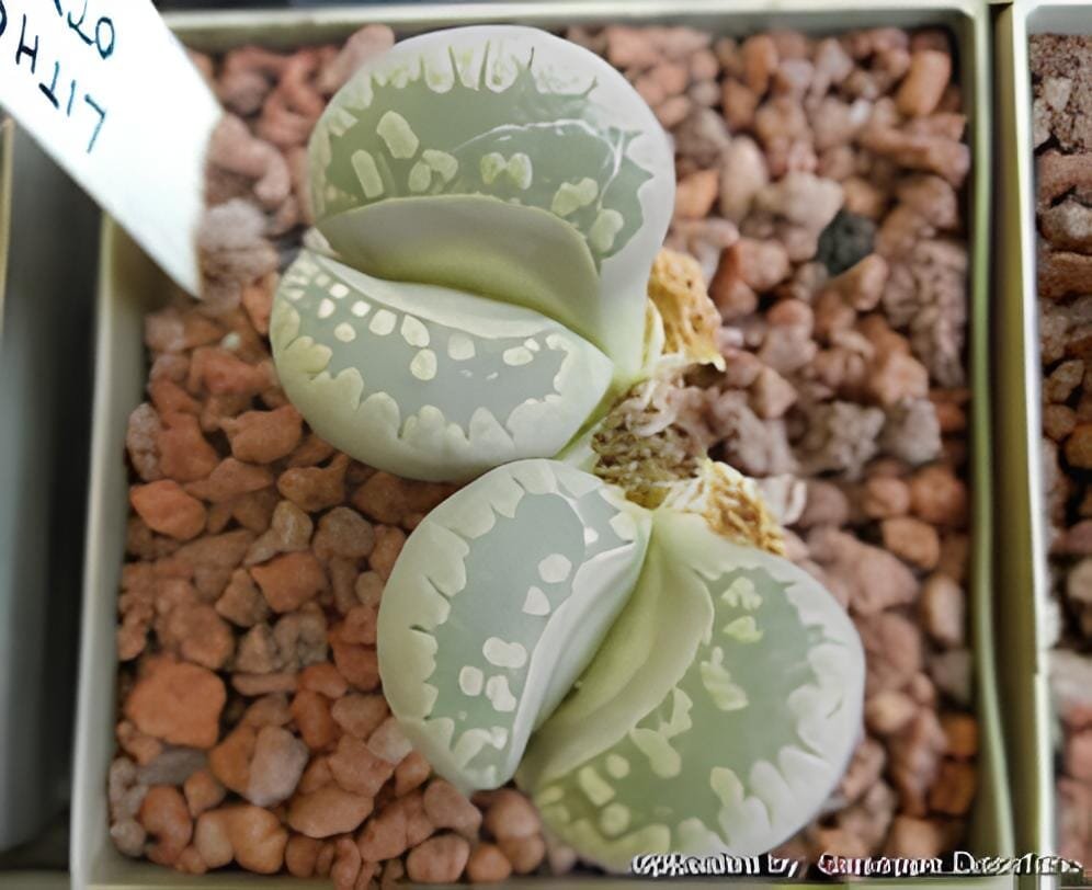 200 Seeds Lithops otzeniana green attempts Succulents Garden Plants