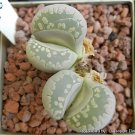 200 Seeds Lithops otzeniana green attempts Succulents Garden Plants