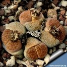 200 Seeds LITHOPS aucampiae C46 Succulents Garden Plants