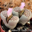 200 Seeds Lithops julii C161 Succulents Garden Plants