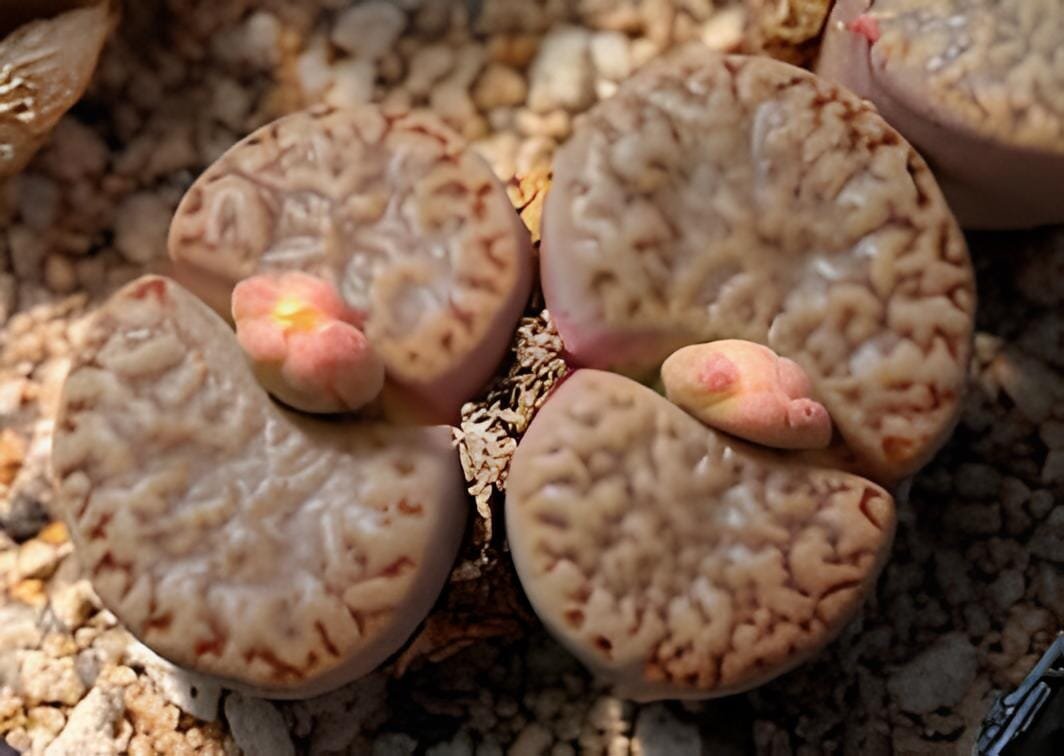 200 Seeds Lithops bromfieldii C042 Succulents Garden Plant