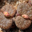 200 Seeds Lithops bromfieldii C042 Succulents Garden Plant