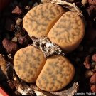 200 Seeds Lithops bromfieldii C382 Succulents Garden Plants