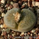 200 Seeds Lithops lesliei C341 Succulents Garden Plants
