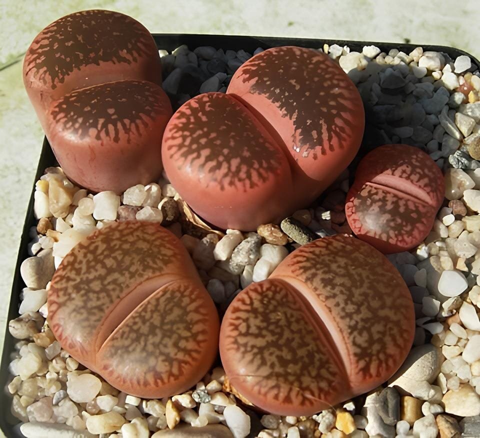 200 Seeds LITHOPS aucampiae C298 Succulents Garden Plants