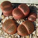 200 Seeds LITHOPS aucampiae C298 Succulents Garden Plants