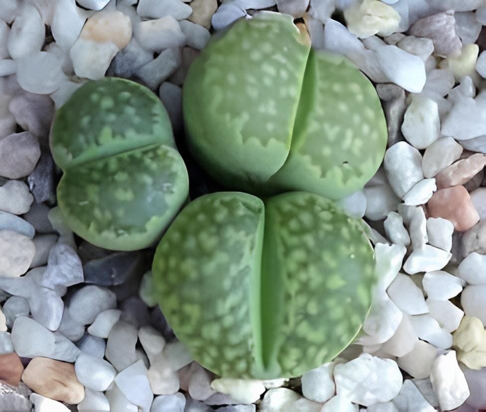 200 Seeds Lithops C56A Succulents Garden Plants