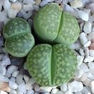 200 Seeds Lithops C56A Succulents Garden Plants