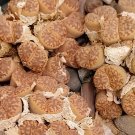200 Seeds Lithops bromfieldii C43 Succulents Garden Plants