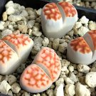 200 Seeds Lithops karasmonta Succulents Garden Plants