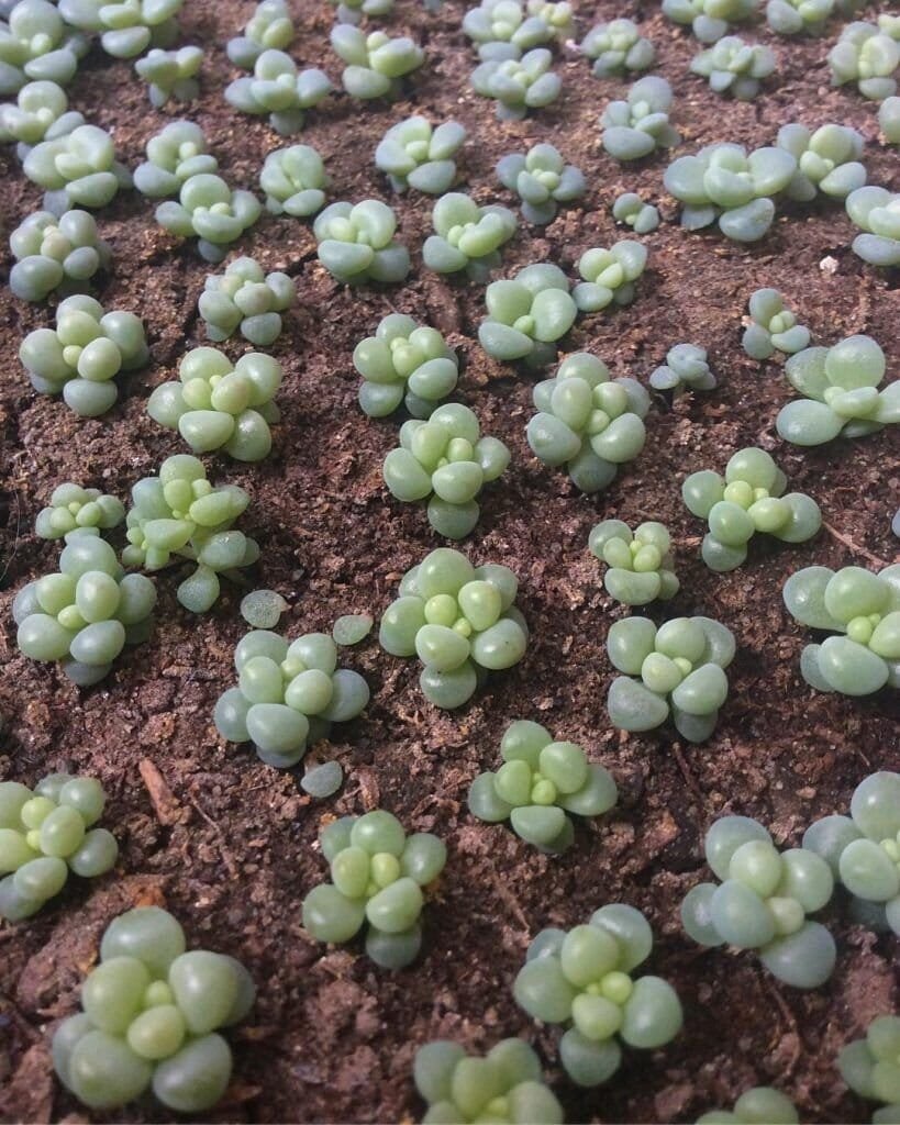 40 Seeds Multi-variety mixed Succulents Garden Plants