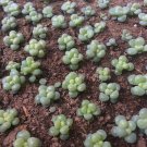 40 Seeds Multi-variety mixed Succulents Garden Plants
