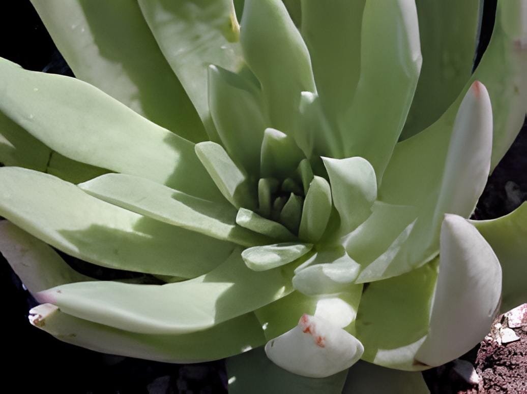 40 Seeds Dudleya cultrata Succulents Garden Plants