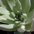 40 Seeds Dudleya cultrata Succulents Garden Plants