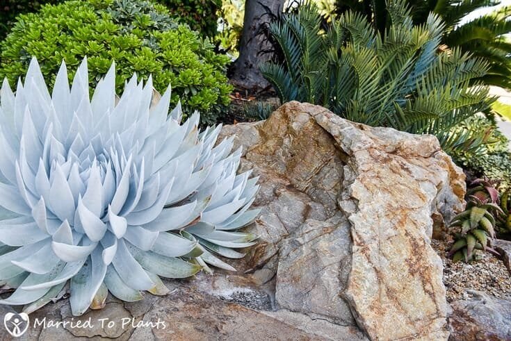 40 Seeds Dudleya brittonii Succulents Garden Plants