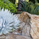 40 Seeds Dudleya brittonii Succulents Garden Plants